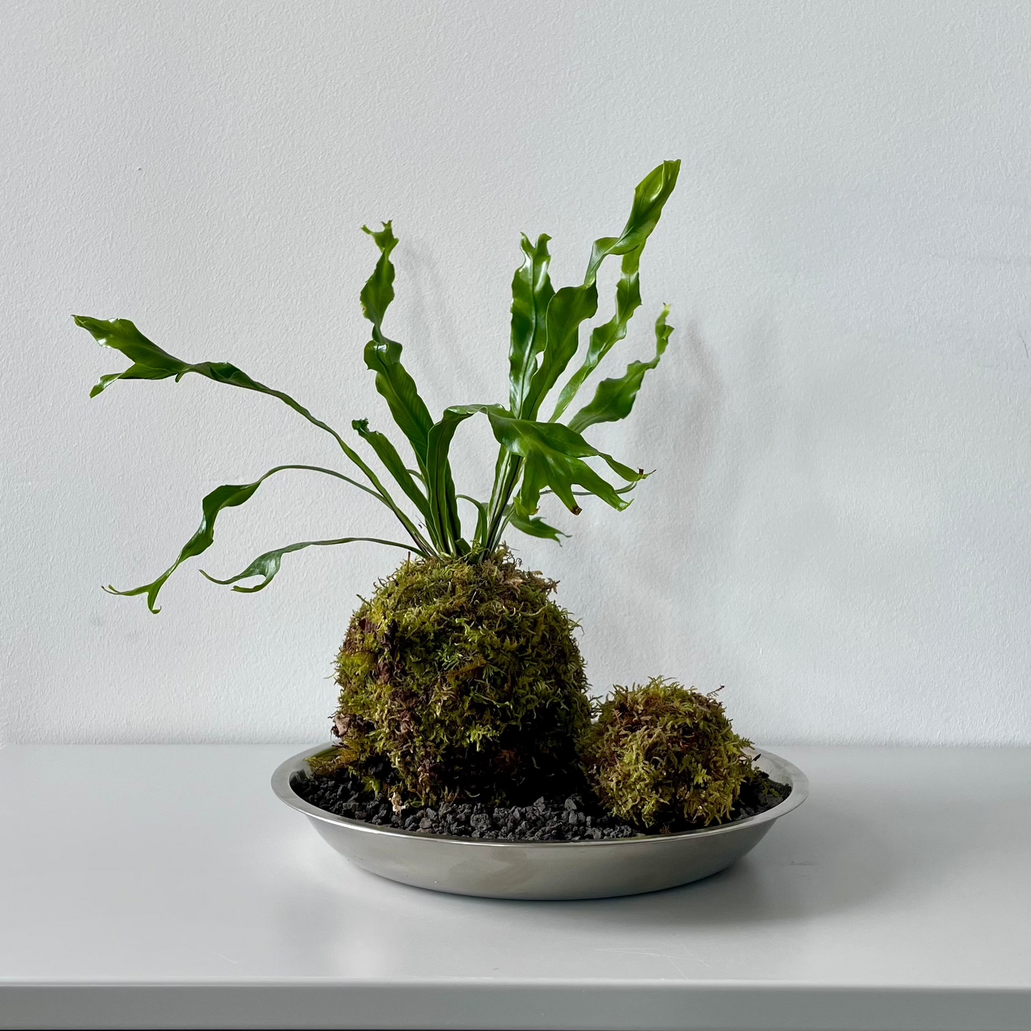 Kokedama Workshop - tickets