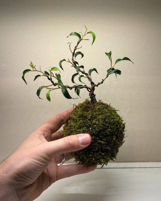 Bonsai Kokedama Workshop - Tickets