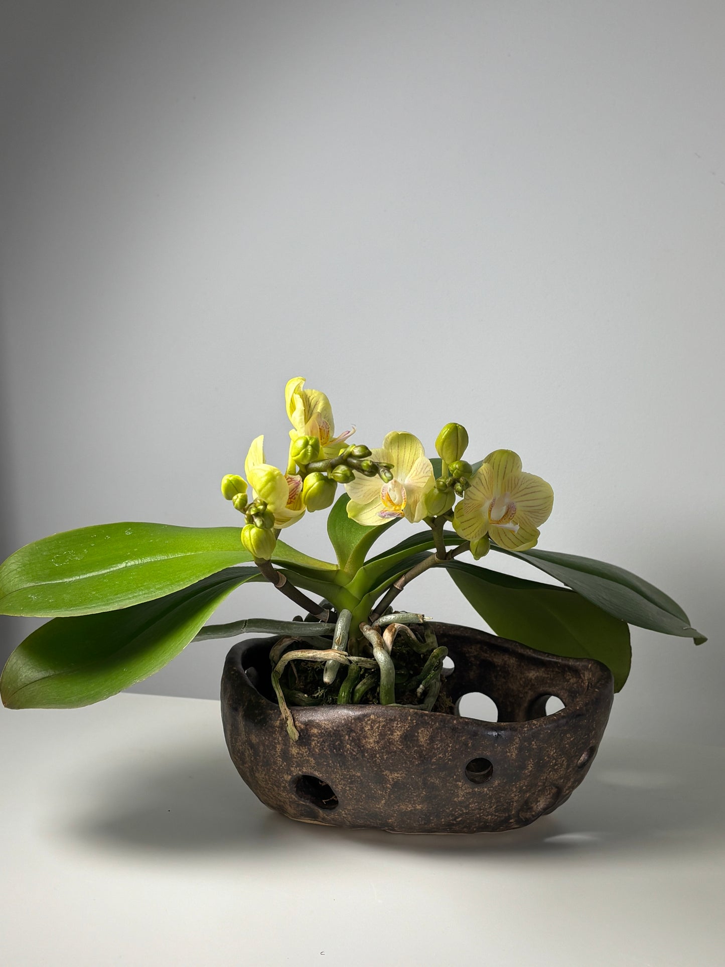 Stone Orchid Pot