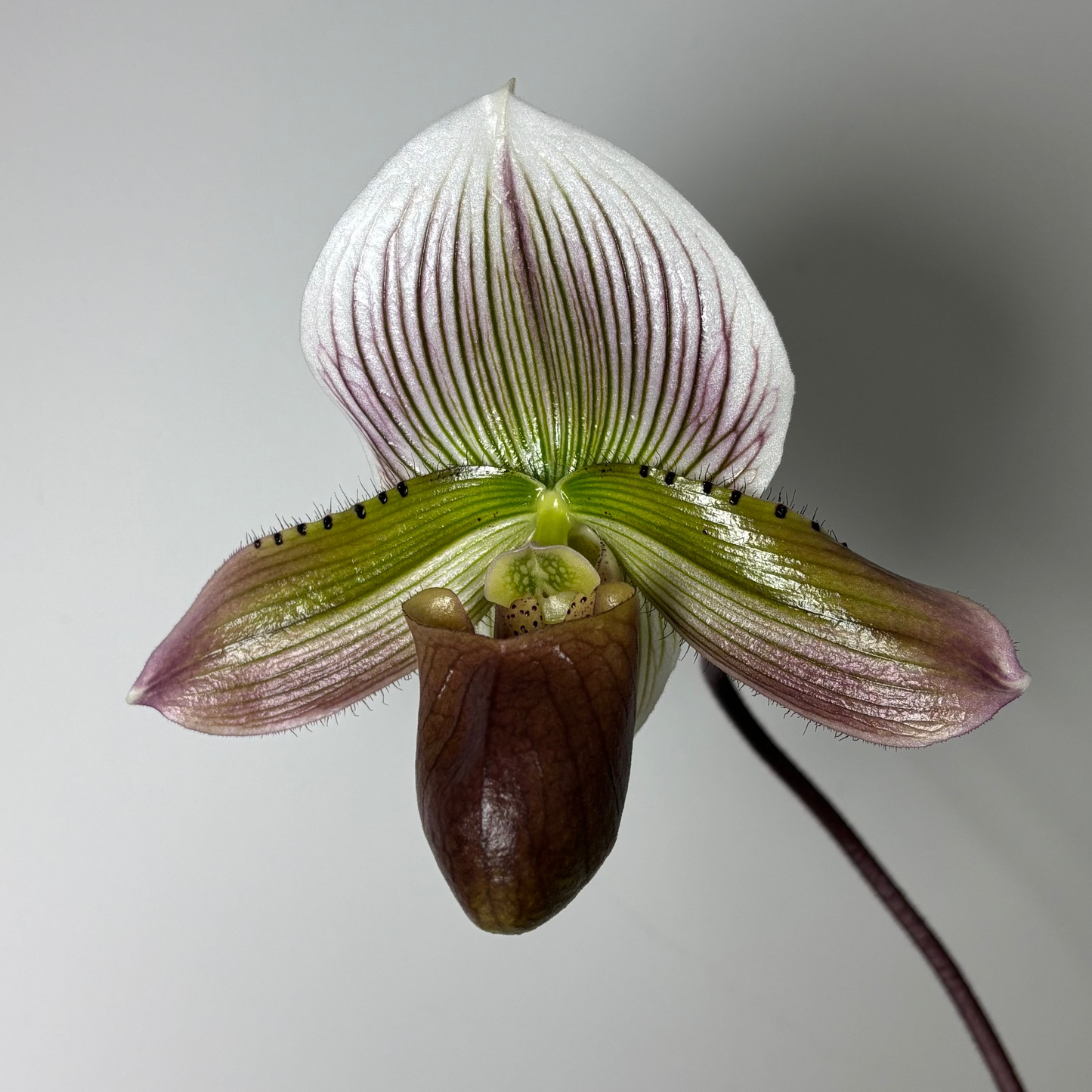 Orchid Workshop - tickets