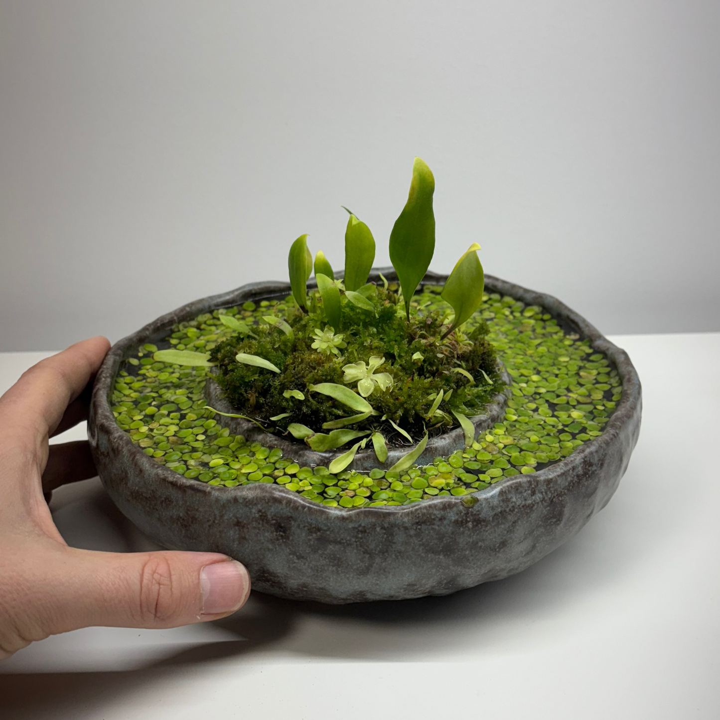 Bog Pot Workshop - tickets